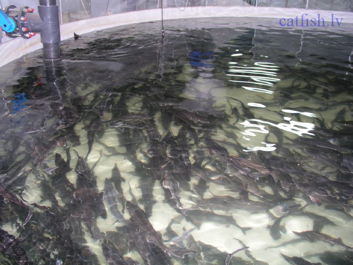 Аквакультура узв. Карп в узв. Карп в узв. Акваферма узв. Форелевая ферма узв.