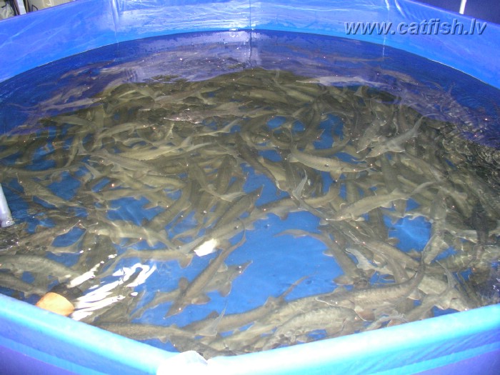Клариевый сом в узв. Узв осетр 400. Карп в узв. Выращивание рыбы. Ферма узв аквапоника.